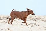 PINSCHER NAIN 037